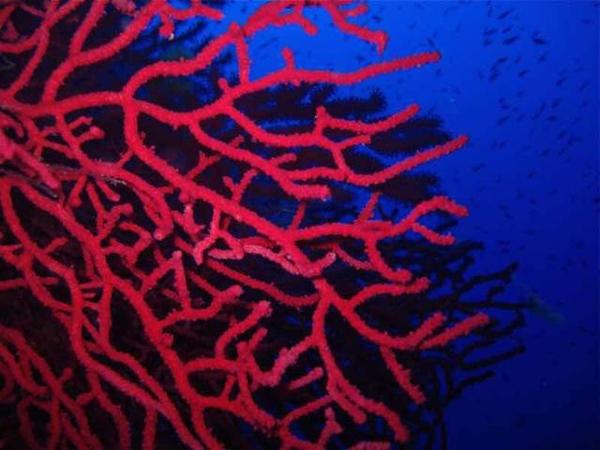 海裡的紅珊瑚