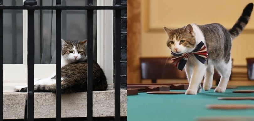 任職10年「自稱」威過首相！英國最有霸氣的「第一貓」Larry