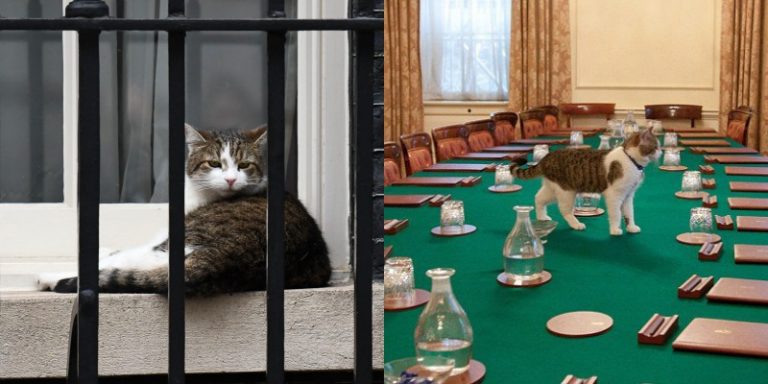 英國最有霸氣的「第一貓」Larry